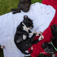 Staffordshire Bull Terrier - Both