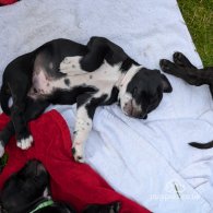 Staffordshire Bull Terrier - Both