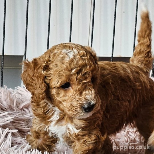 Poodle near me for sale hotsell