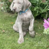 Weimaraner - Both