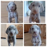 Weimaraner - Both