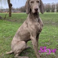 Weimaraner - Both