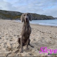 Weimaraner - Both