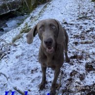 Weimaraner - Both