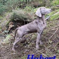 Weimaraner - Both