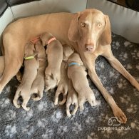 Weimaraner - Both