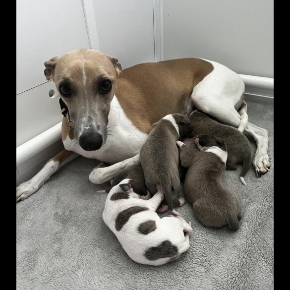 Whippet - Dogs