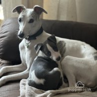 Whippet - Bitches