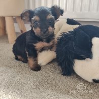 Yorkshire Terrier - Both
