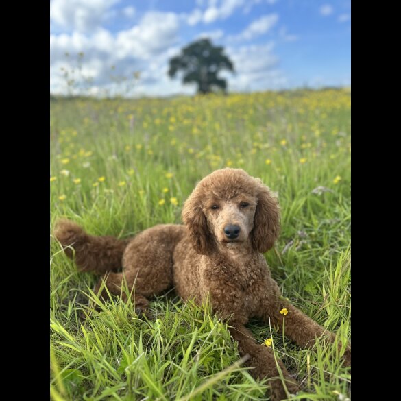 Miniature Poodle