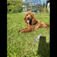 Miniature Poodle