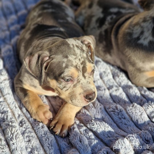 American Bulldog - Dogs