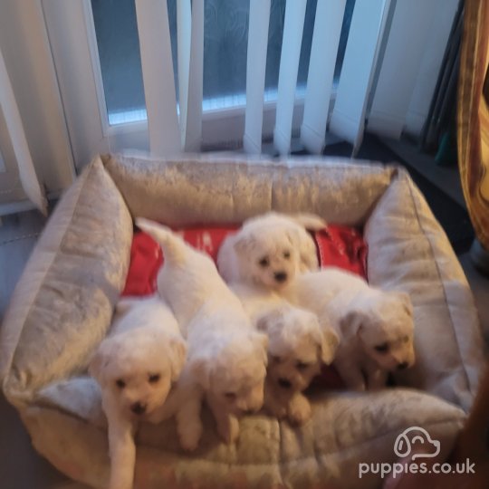 Bichon Frise - Both