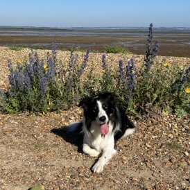 Border Collie