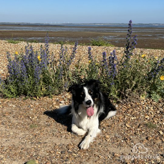 Border Collie