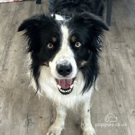 Border Collie