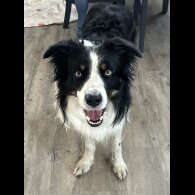 Border Collie