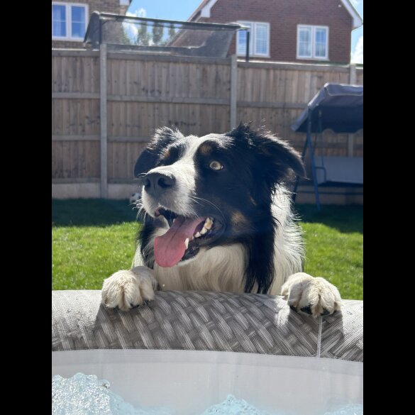 Border Collie