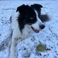 Border Collie