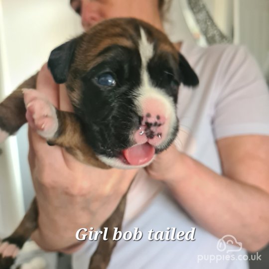 Kc registered boxer puppies for sale hotsell