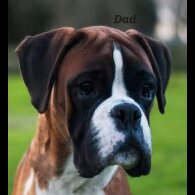 Boxer - Both