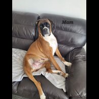 Boxer - Both