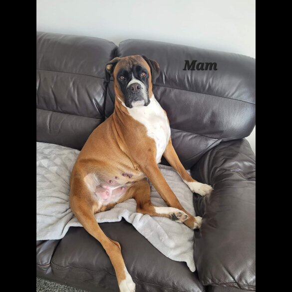 Boxer - Both