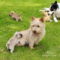 Cairn Terrier - Both