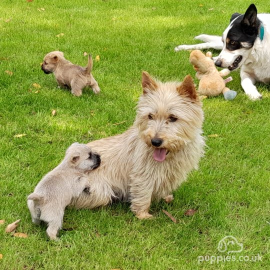 Cairn Terrier - Both