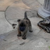 Cairn Terrier - Both