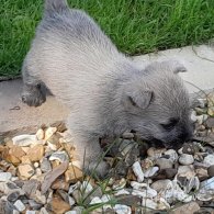 Cairn Terrier - Both