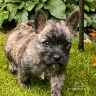 Cairn Terrier - Both