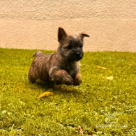 Cairn Terrier - Both