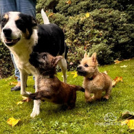 Cairn Terrier - Both