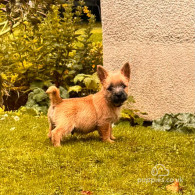 Cairn Terrier - Both