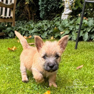 Cairn Terrier - Both