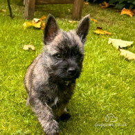 Cairn Terrier - Both