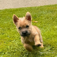 Cairn Terrier - Both