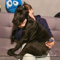 Cane Corso