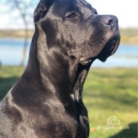 Cane Corso