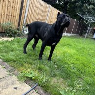 Cane Corso