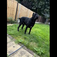 Cane Corso