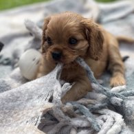 Cavalier King Charles Spaniel - Both