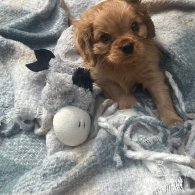 Cavalier King Charles Spaniel - Both