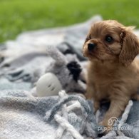 Cavalier King Charles Spaniel - Both