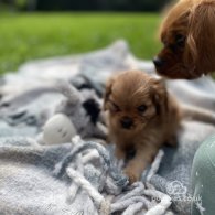 Cavalier King Charles Spaniel - Both