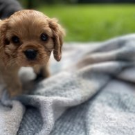 Cavalier King Charles Spaniel - Both