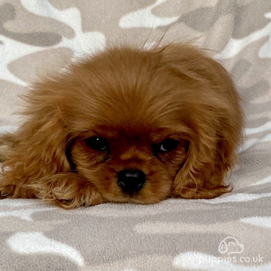 Cavalier King Charles Spaniel - Dogs