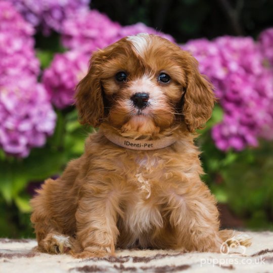 Cavapoo - Dogs