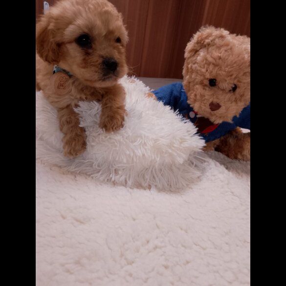 Cavapoo - Both